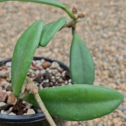 Hoya revolubilis IML 1347 H281