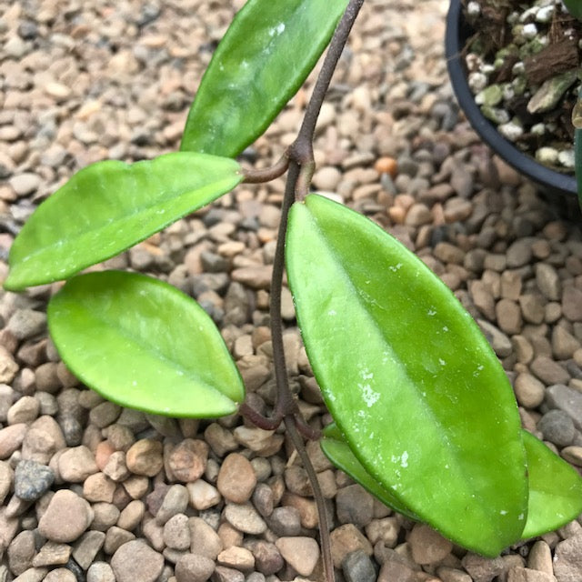 Hoya 'Sherry' IML 1637 H282