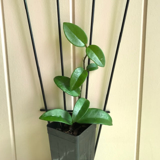 Hoya 'Sherry' IML 1637 H282