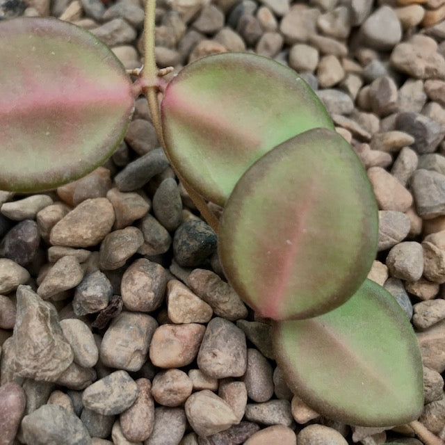 Hoya sp. Philippines CB94 IML 0062 H283