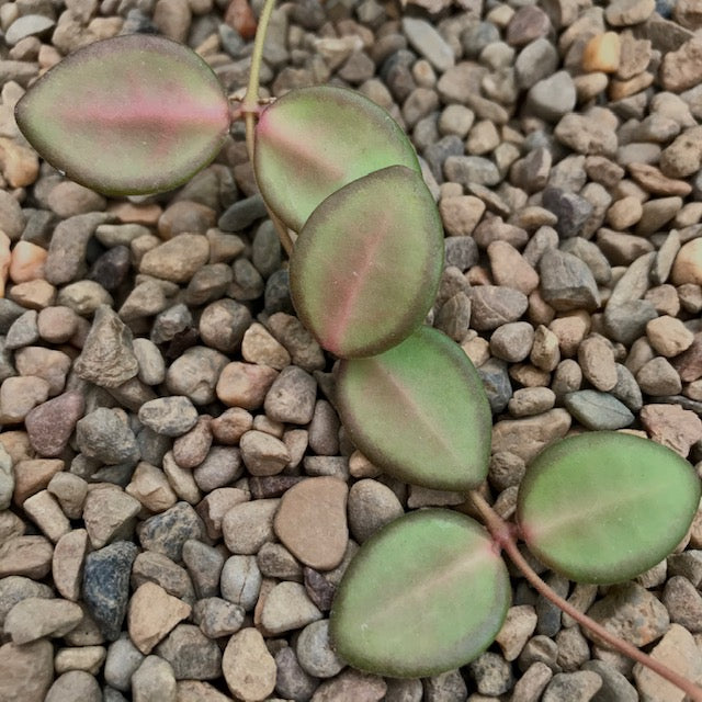 Hoya sp. Philippines CB94 IML 0062 H283