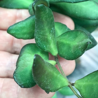 Hoya sp. Philippines CB94 IML 0062 H283