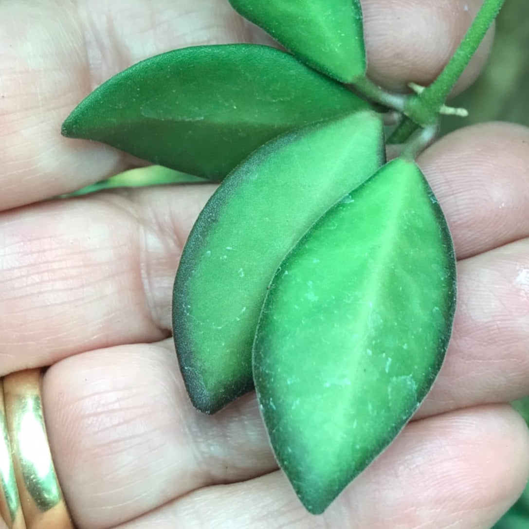Hoya sp. Philippines CB94 IML 0062 H283