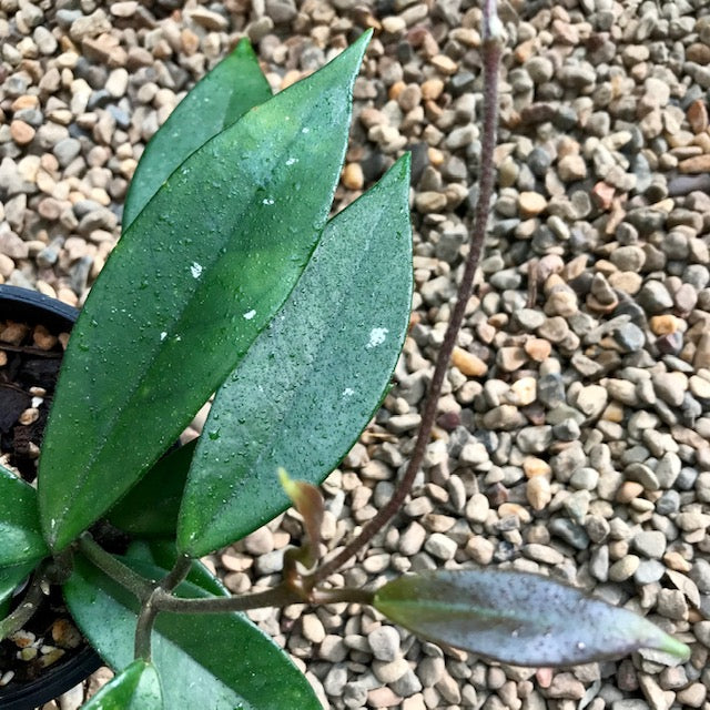 Hoya motoskei 'Snowball' IML 0203 H284