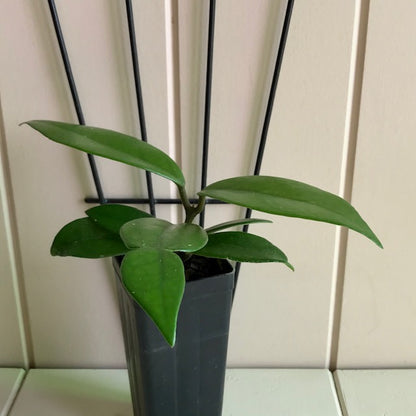 Hoya motoskei 'Snowball' IML 0203 H284