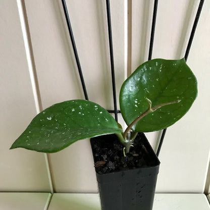 Hoya carnosa 'Snowball' H286