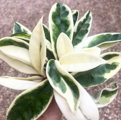 Hoya carnosa 'Suzie Q' H287