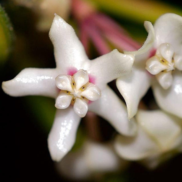 Hoya australis ssp. tenuipes 'Lisa' H288