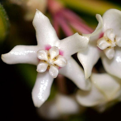 Hoya australis ssp. tenuipes 'Lisa' H288