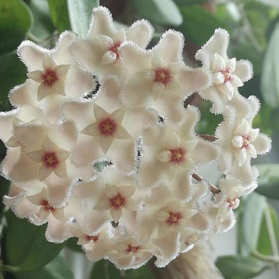 Hoya 'Chouke' H289