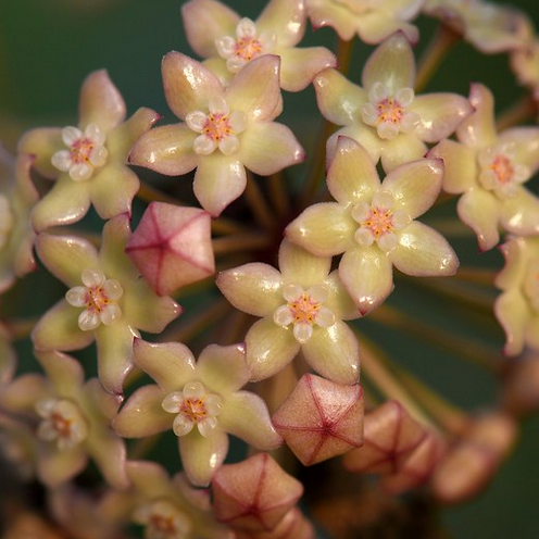 Hoya aff. latifolia H290