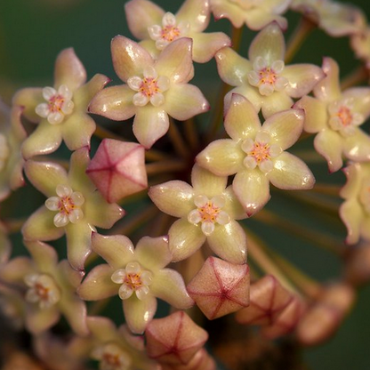 Hoya aff. latifolia H290