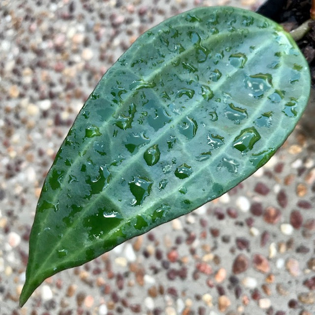 Hoya aff. latifolia H290
