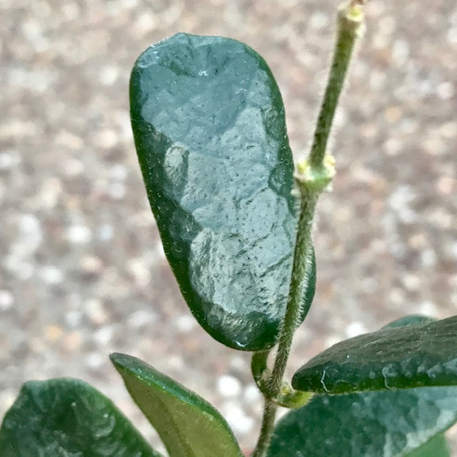 Hoya rotundiflora H291
