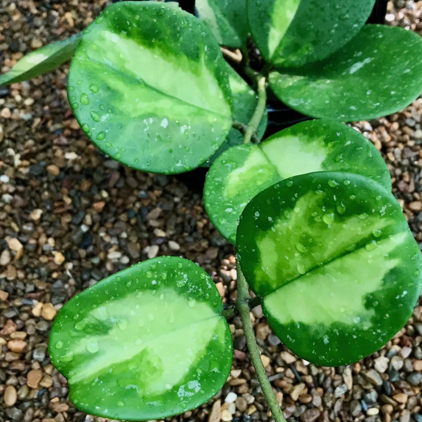 Hoya obovata variegata H294
