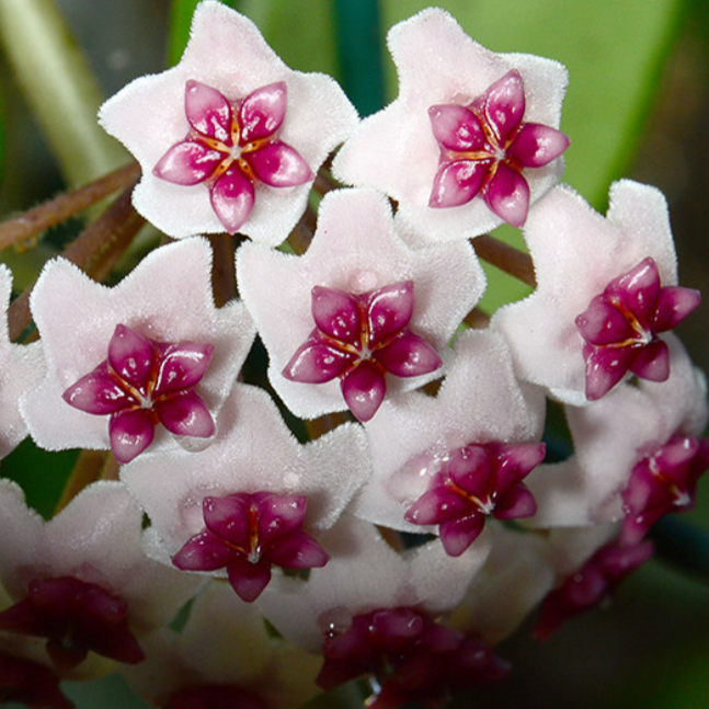 Hoya obovata variegata H294