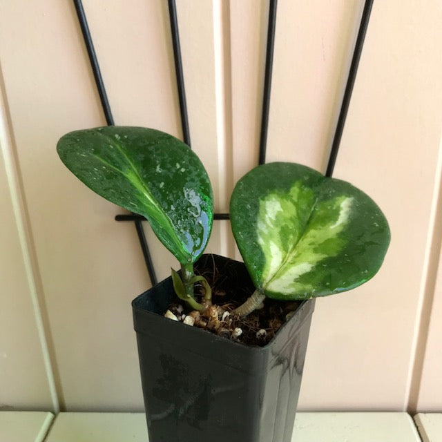 Hoya obovata variegata H294