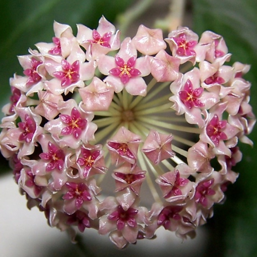 Hoya tomataensis Sulawesi IML 1632 H295