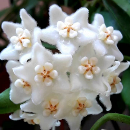 Hoya stoneana Nepal IML 0906 H296