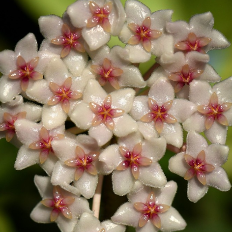 Hoya anulata 'Pascoe River' IML 0526 H298