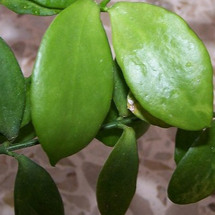 Hoya anulata 'Pascoe River' IML 0526 H298