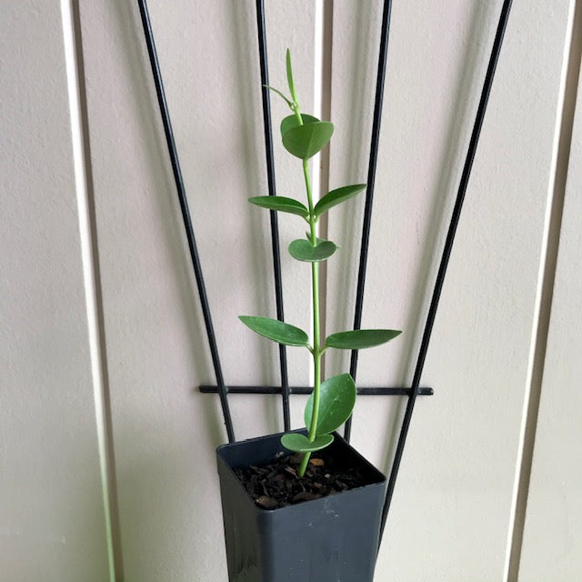 Hoya cumingiana H29