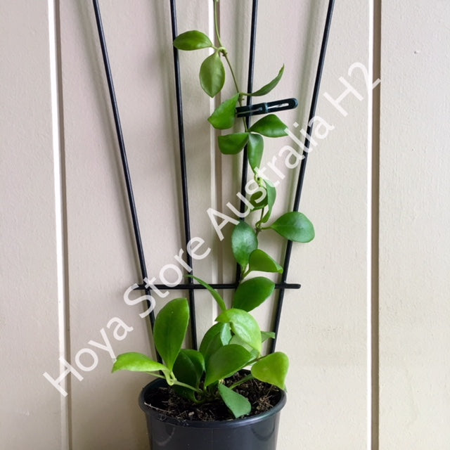 Hoya heuschkeliana H2
