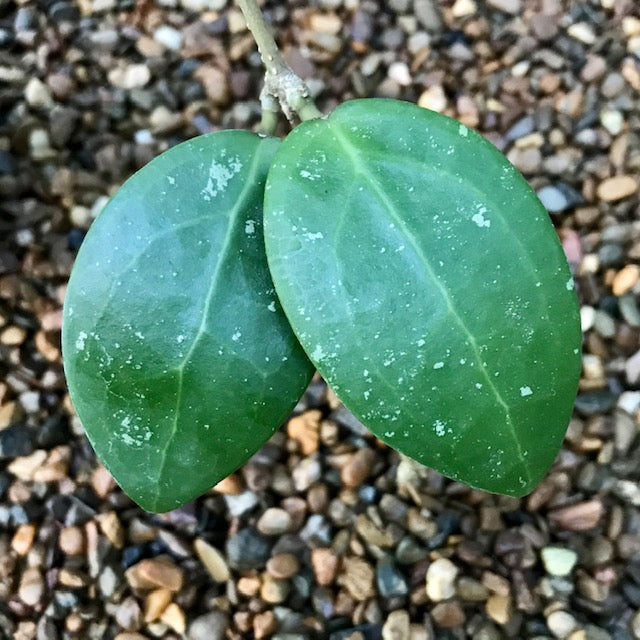 Hoya sp. Hat Som Paen IML 1438 H300
