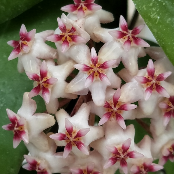 Hoya sp. Hat Som Paen IML 1438 H300