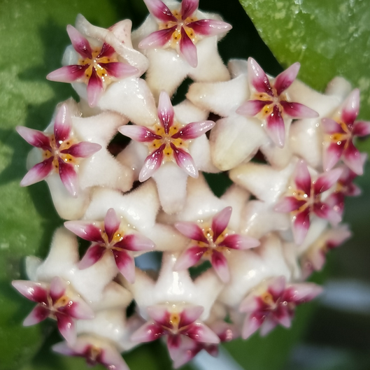 Hoya sp. Hat Som Paen IML 1438 H300