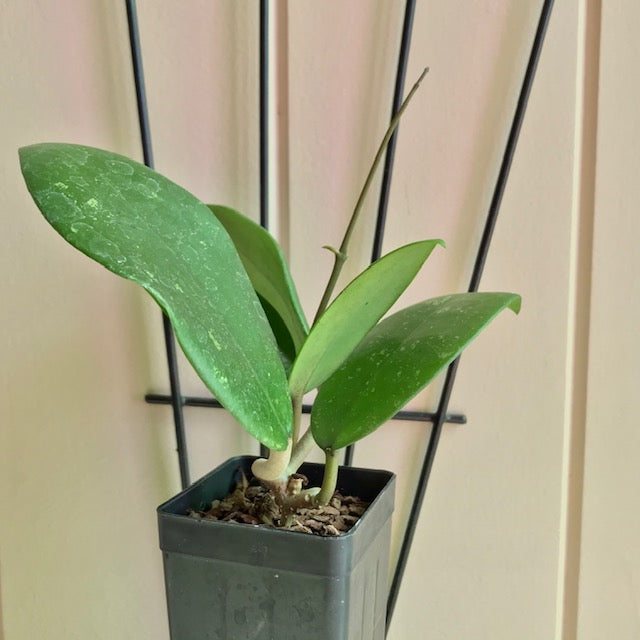 Hoya sp. Hat Som Paen IML 1438 H300