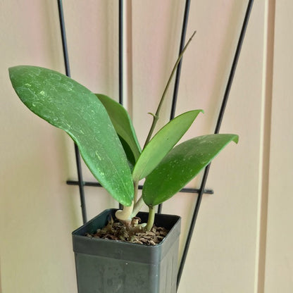 Hoya sp. Hat Som Paen IML 1438 H300