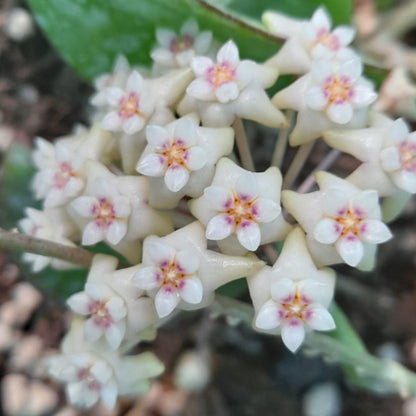 Hoya pottsii Thailand IML 1336 H301