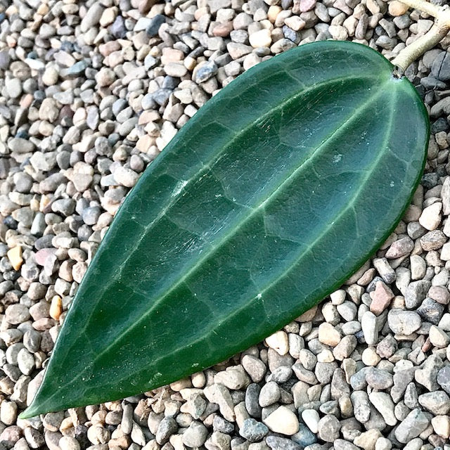 Hoya latifolia Singapore IML 1043 H302
