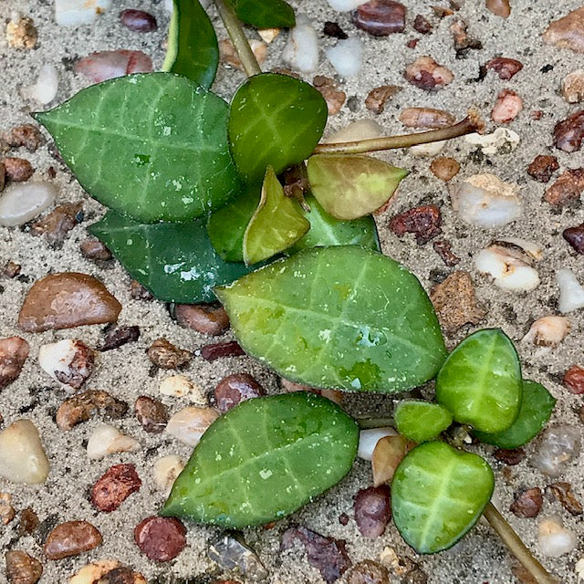 Hoya lacunosa - thick leaf H303