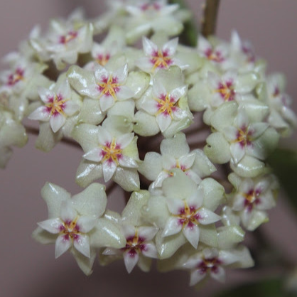Hoya sp. Bintulu IML 1646 H304