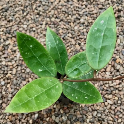 Hoya sp. Bintulu IML 1646 H304