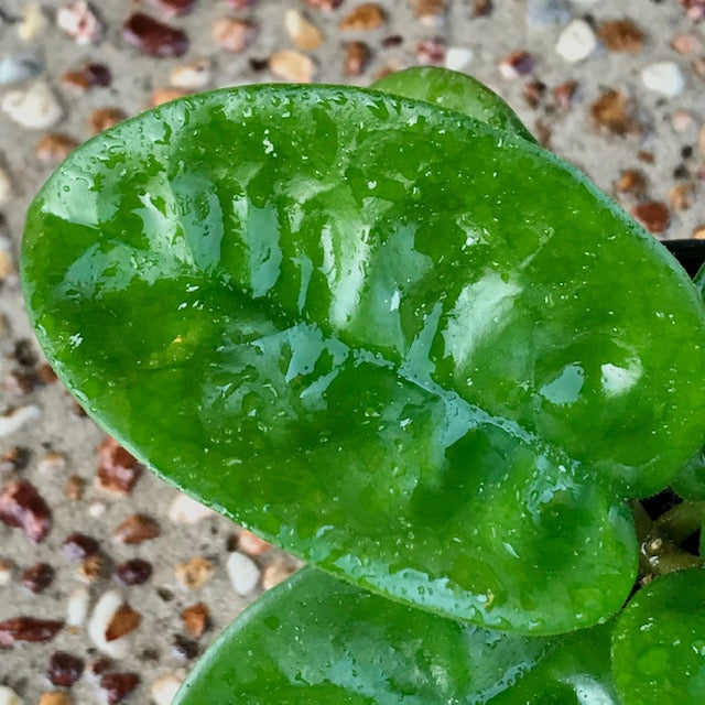 Hoya carnosa Krinkle (giant) H305