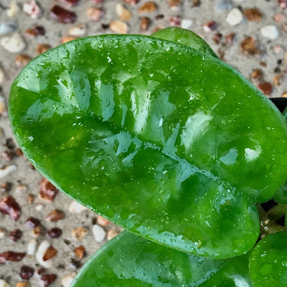 Hoya carnosa Krinkle (giant) H305