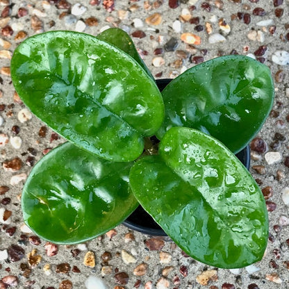 Hoya carnosa Krinkle (giant) H305