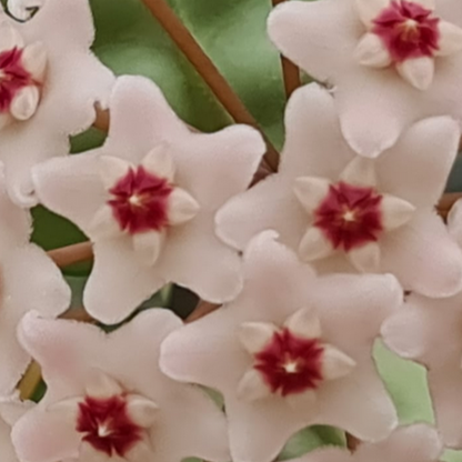 Hoya carnosa Krinkle (giant) H305