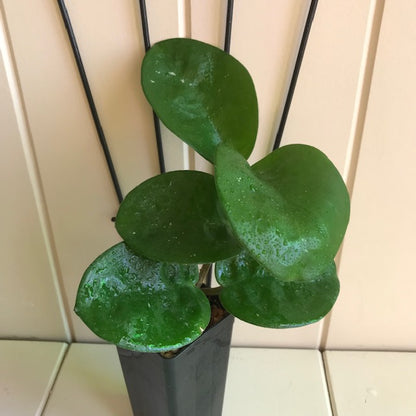 Hoya carnosa Krinkle (giant) H305