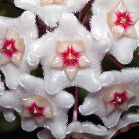 Hoya dasyantha H307