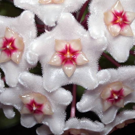 Hoya dasyantha H307
