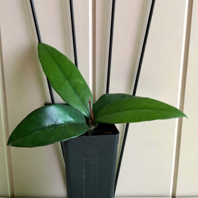 Hoya dasyantha H307
