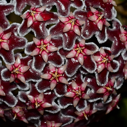 Hoya pubicorolla ssp. anthracina 'Black Dragon' H308