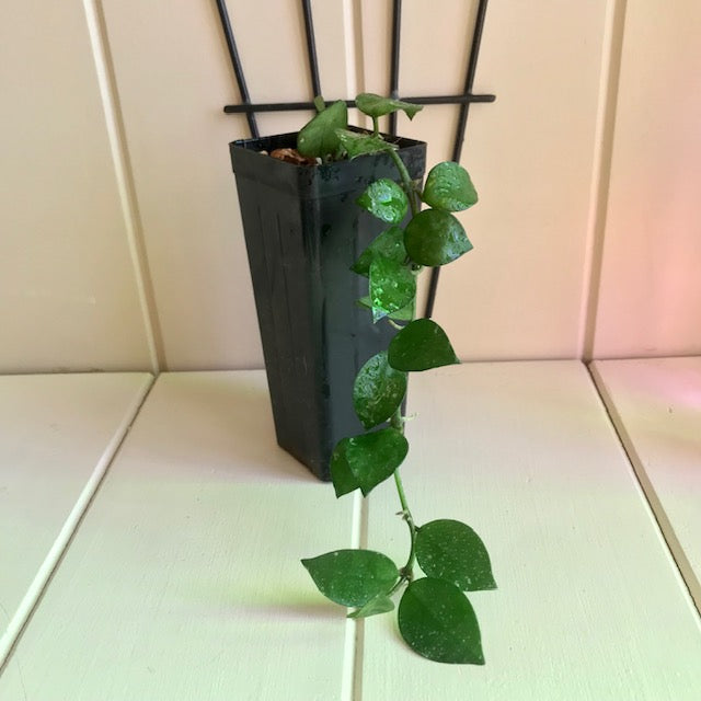 Hoya krohniana H309