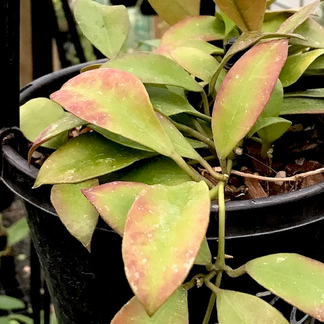 Hoya walliniana H30