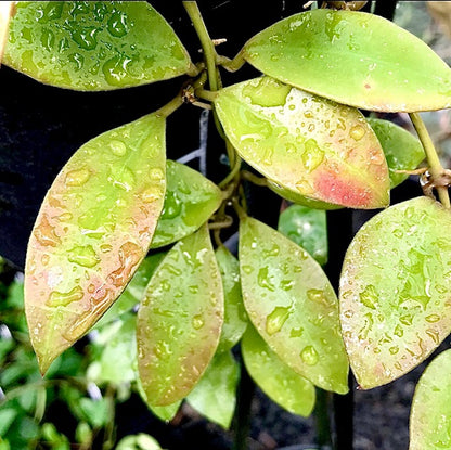 Hoya walliniana H30