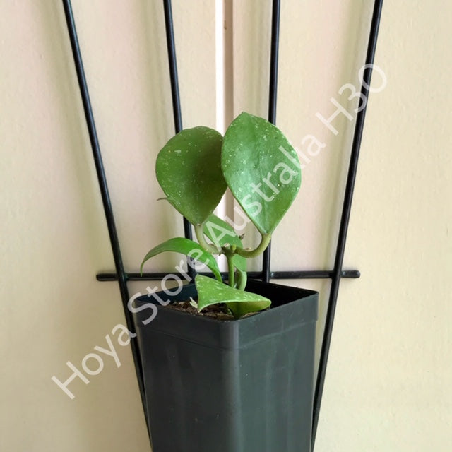 Hoya walliniana H30